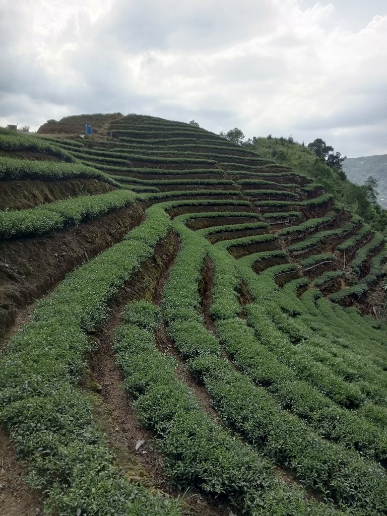 DSC_4720.JPG - 坪林  厚德岡坑  茶園之美