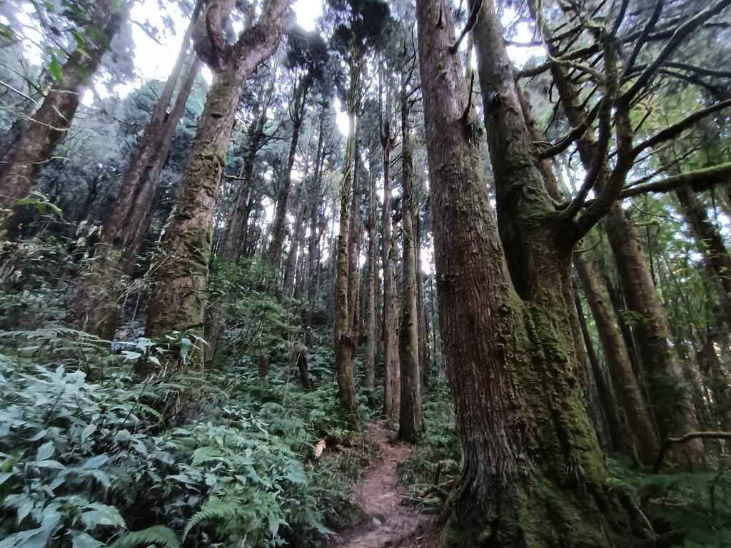 IMG20210205083748.jpg - 竹山  嶺頭山  金柑樹山