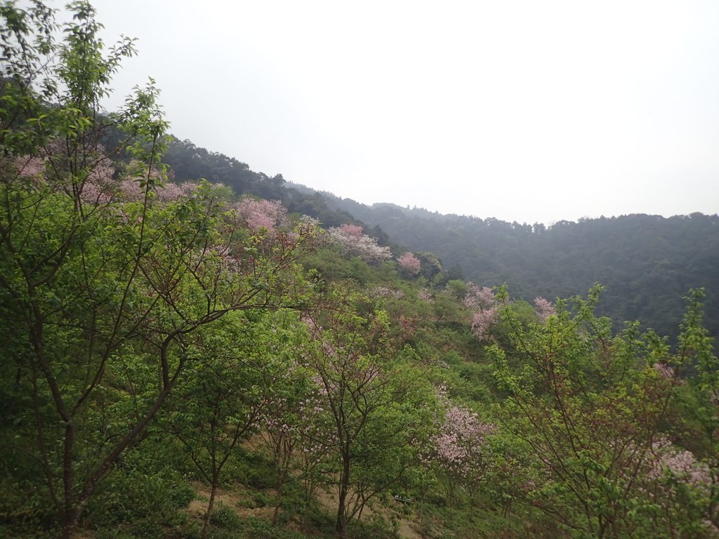 P2266688.JPG - 三峽  熊空  大熊櫻花林