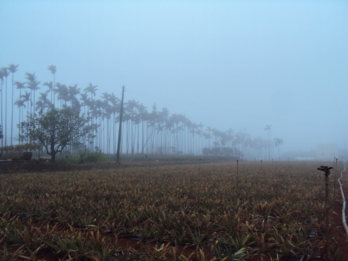 DSC07621.JPG - 南投  永興  晨霧山林