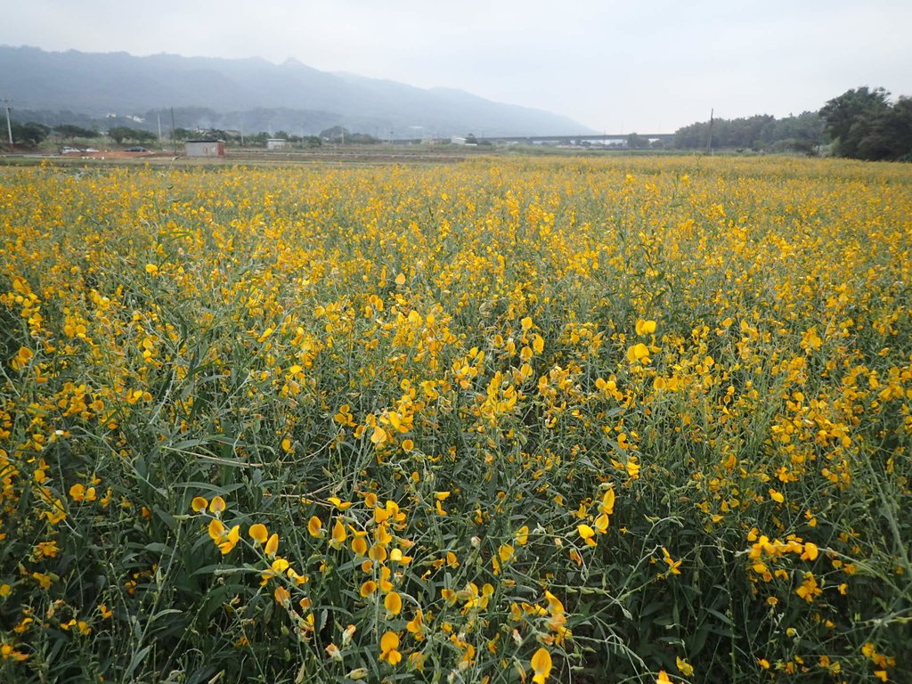 PC010709.JPG - 銅鑼  九湖村  太陽麻花田