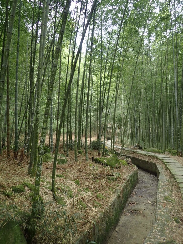 PA171286.JPG - 鹿谷  長源圳古道