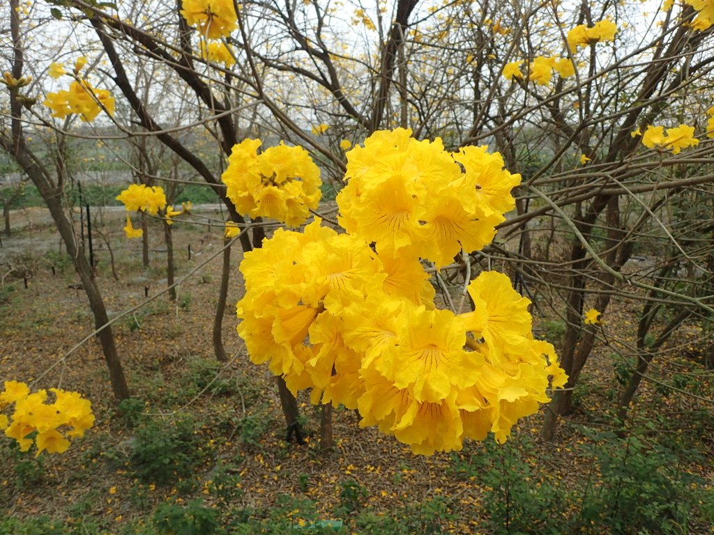 P3066563.JPG - 竹塘  田頭堤防  黃花風鈴木