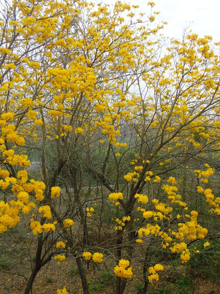 P3066607.JPG - 竹塘  田頭堤防  黃花風鈴木