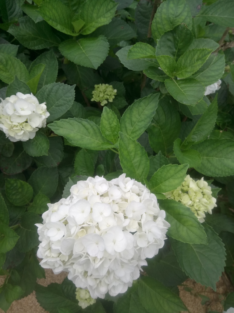 DSC_1467.JPG - 陽明山  高家繡球花園