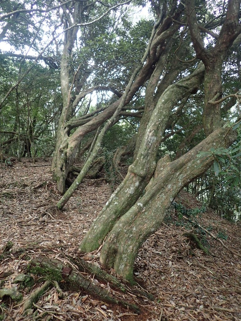 P3167316.JPG - 谷關七雄之  屋我尾山