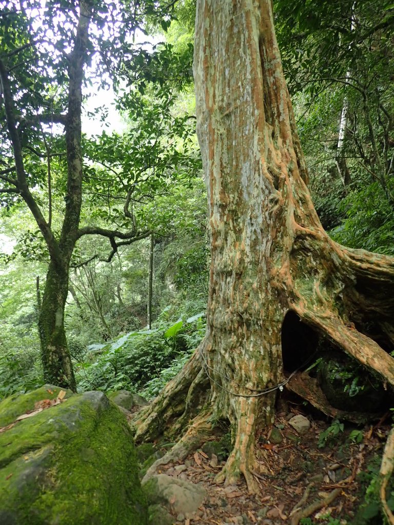 P9108393.JPG - 新竹  五指山登山步道