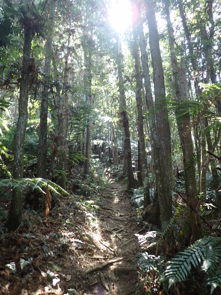 PA040368.JPG - 魚池  過坑山登山步道