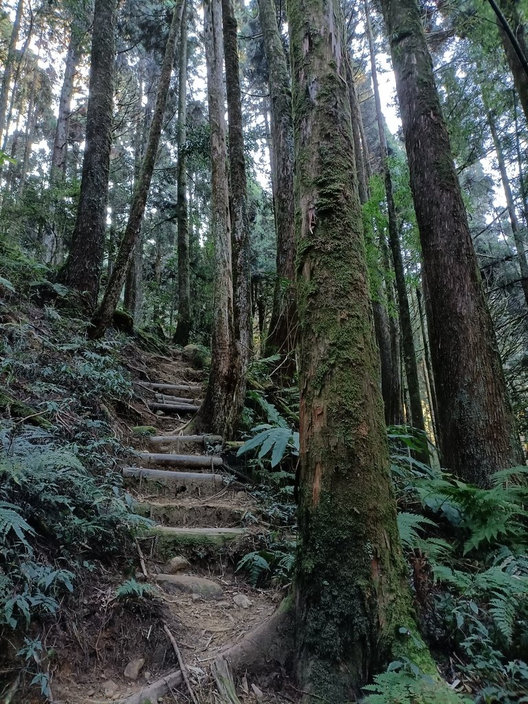 IMG20210205083826.jpg - 竹山  嶺頭山  金柑樹山