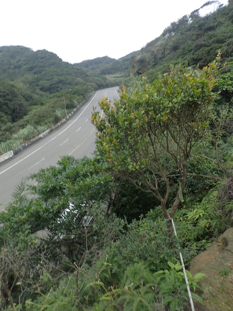 P1264001.JPG - 野柳  北八斗山稜線步道