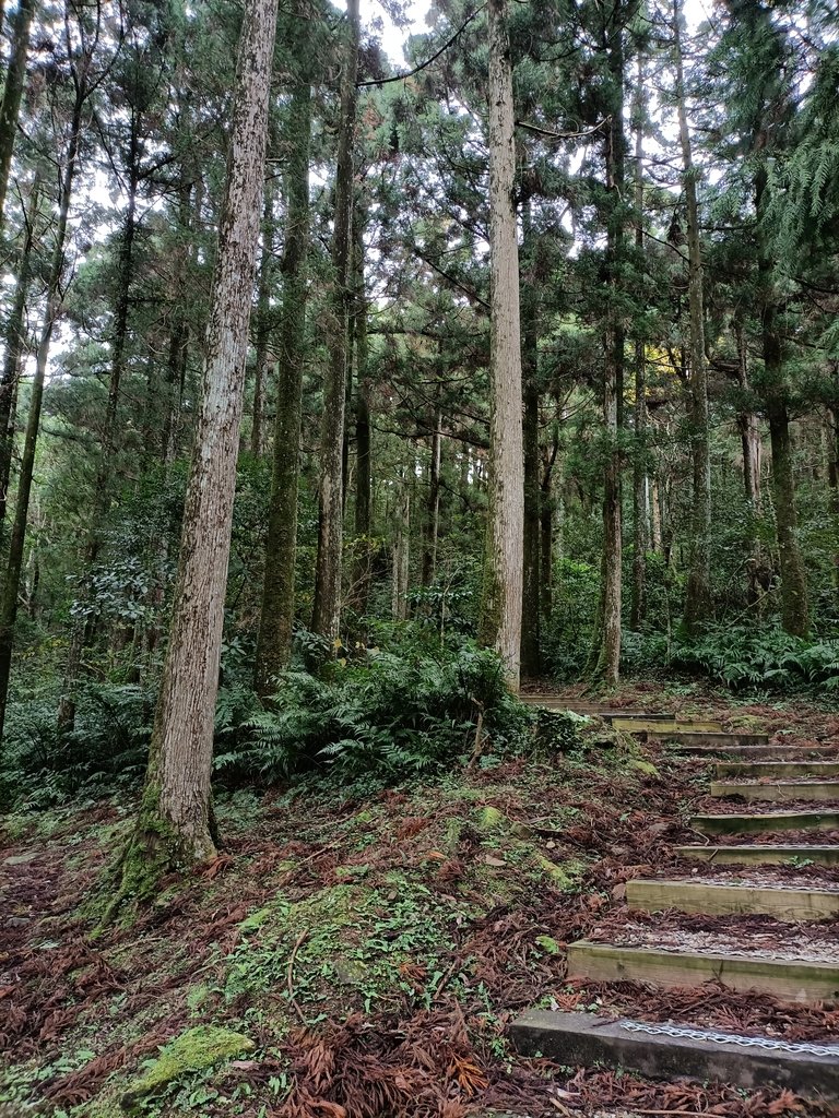 IMG20201215120605.jpg - 東眼山  東滿步道