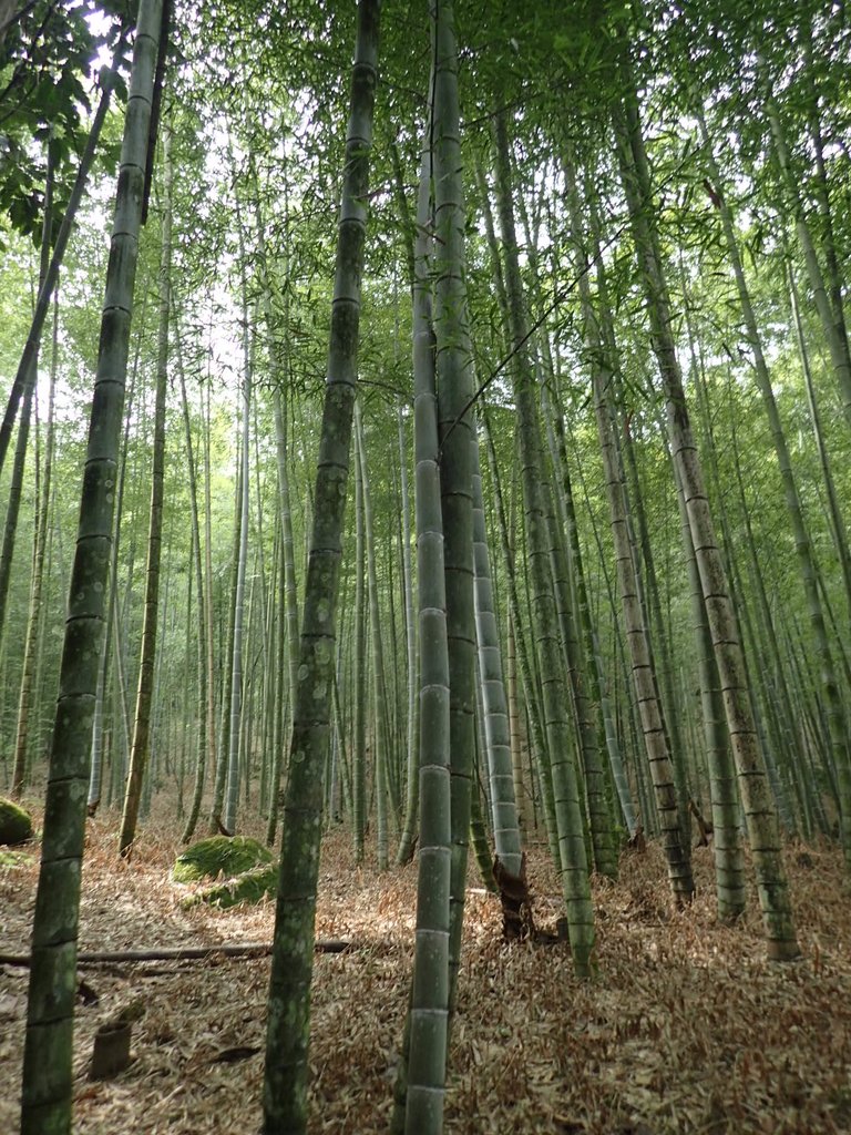 PA171303.JPG - 鹿谷  長源圳古道