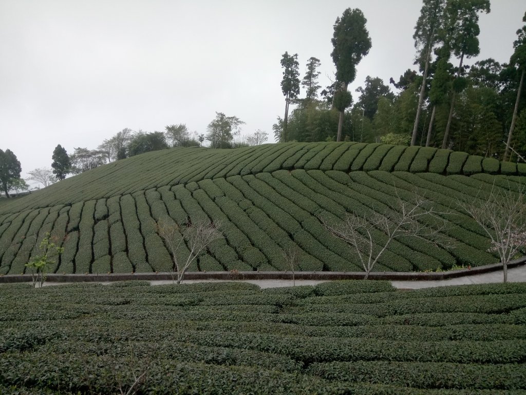 DSC_1476.JPG - 阿里山  頂石卓茶園之美