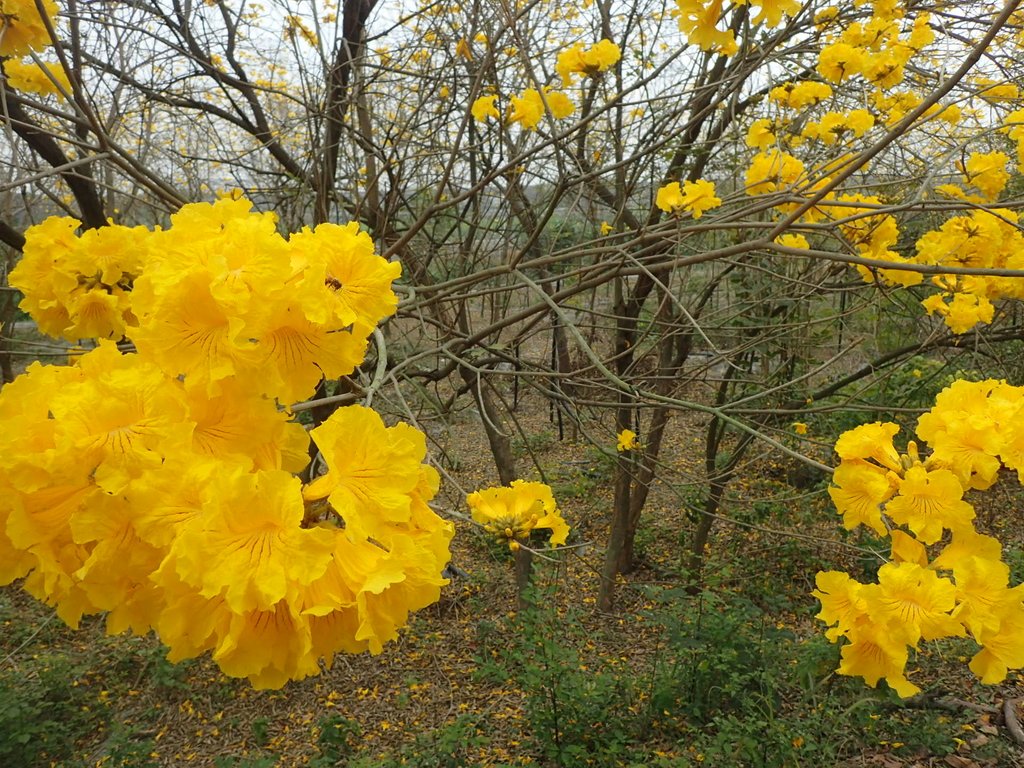 P3066565.JPG - 竹塘  田頭堤防  黃花風鈴木