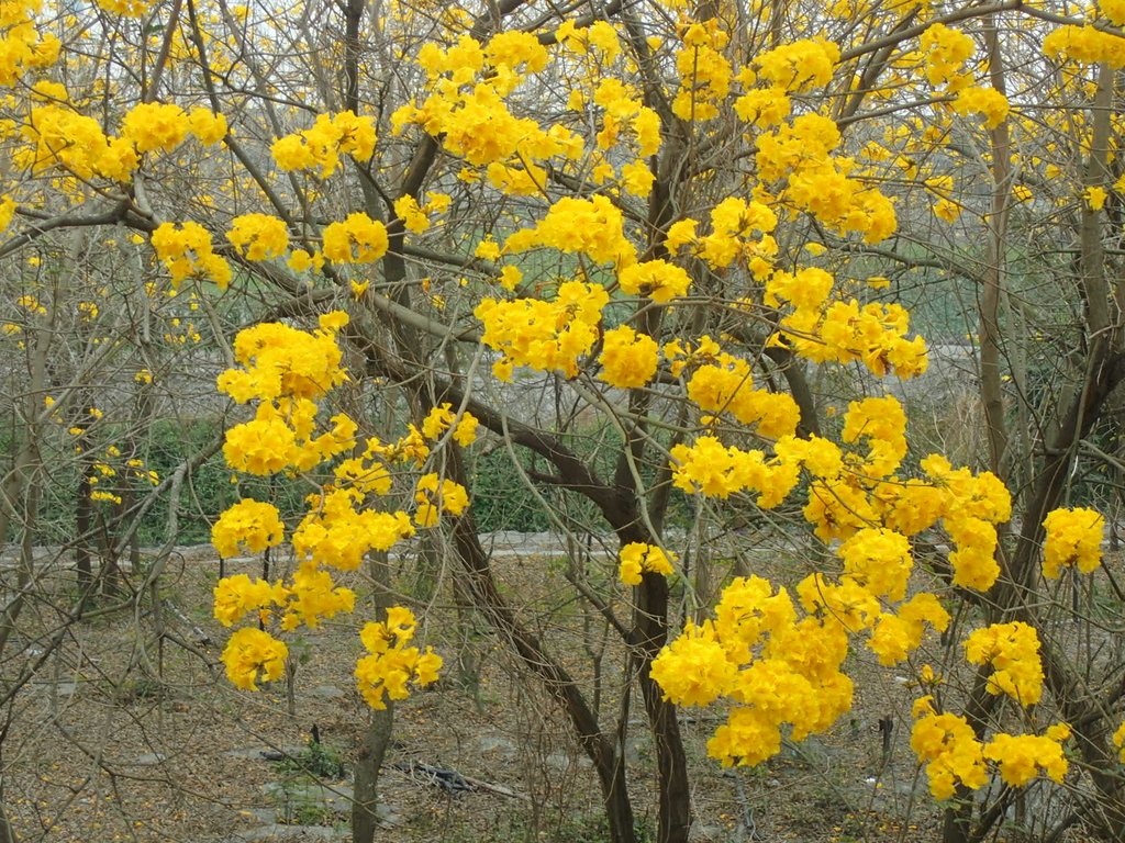 P3066608.JPG - 竹塘  田頭堤防  黃花風鈴木