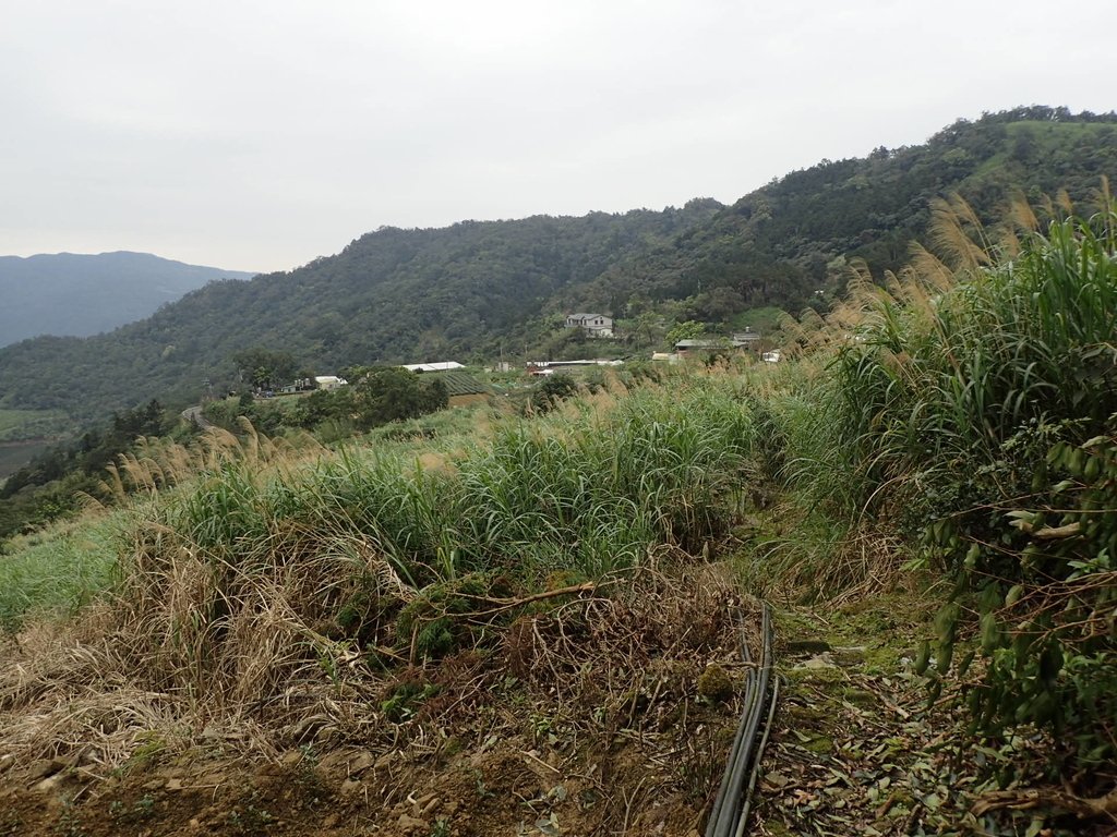 P3170428.JPG - 坪林  水聳淒坑步道