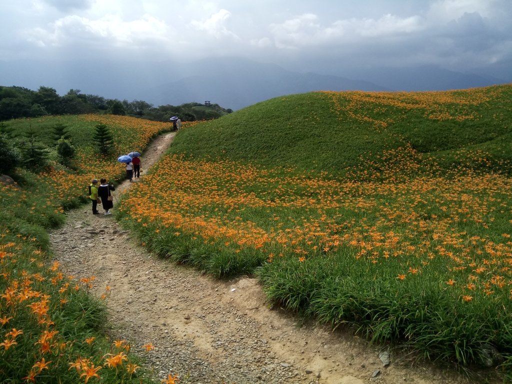 DSC_0737.JPG - 富里  六十石山  金針花季