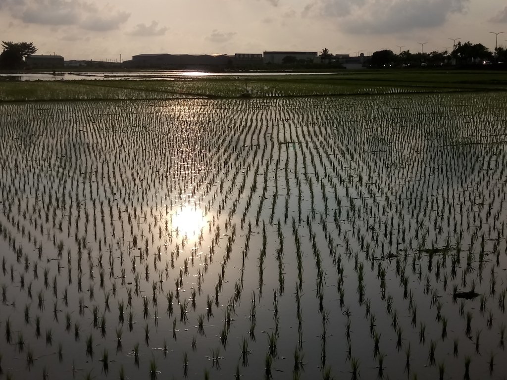 DSC_7570.JPG - 嘉義  北湖  田野夕色之美