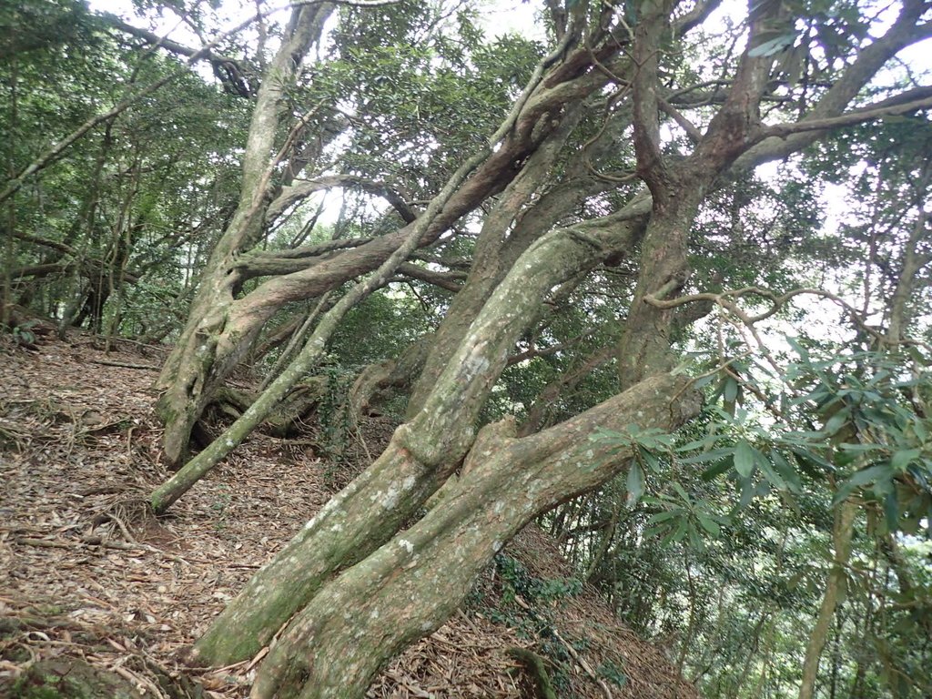 P3167317.JPG - 谷關七雄之  屋我尾山