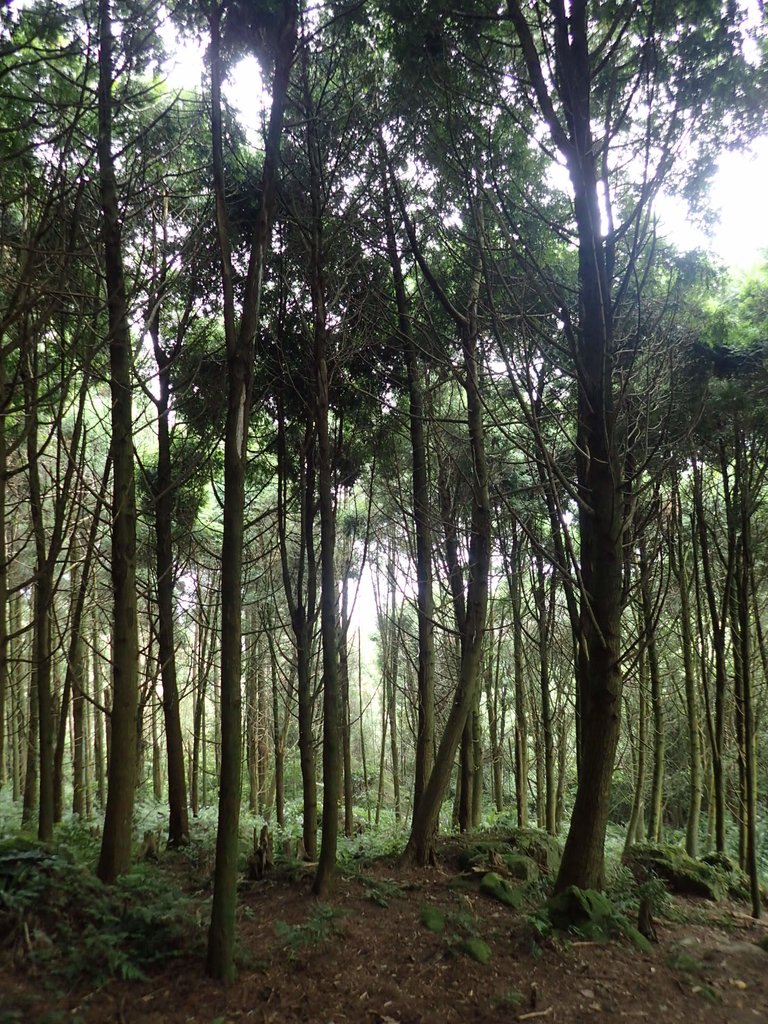 P9108406.JPG - 新竹  五指山登山步道