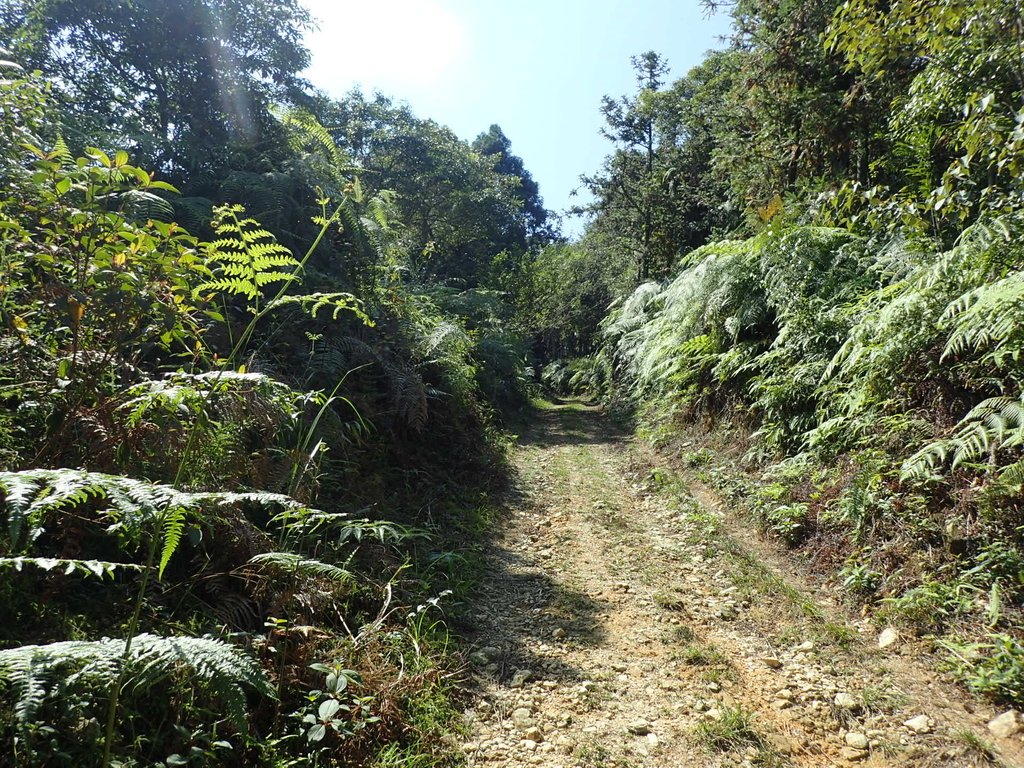 PA040381.JPG - 魚池  過坑山登山步道