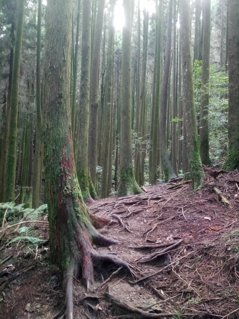 DSC_5239.JPG - 台中和平  長壽山登山步道  (下)