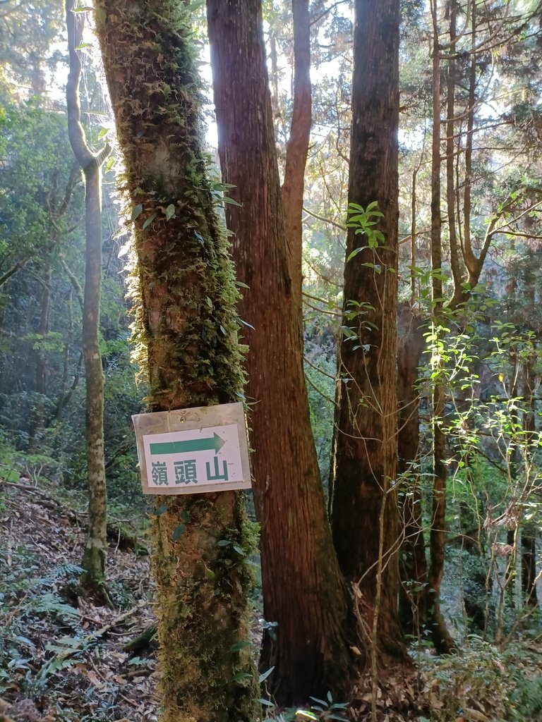 IMG20210205084611.jpg - 竹山  嶺頭山  金柑樹山