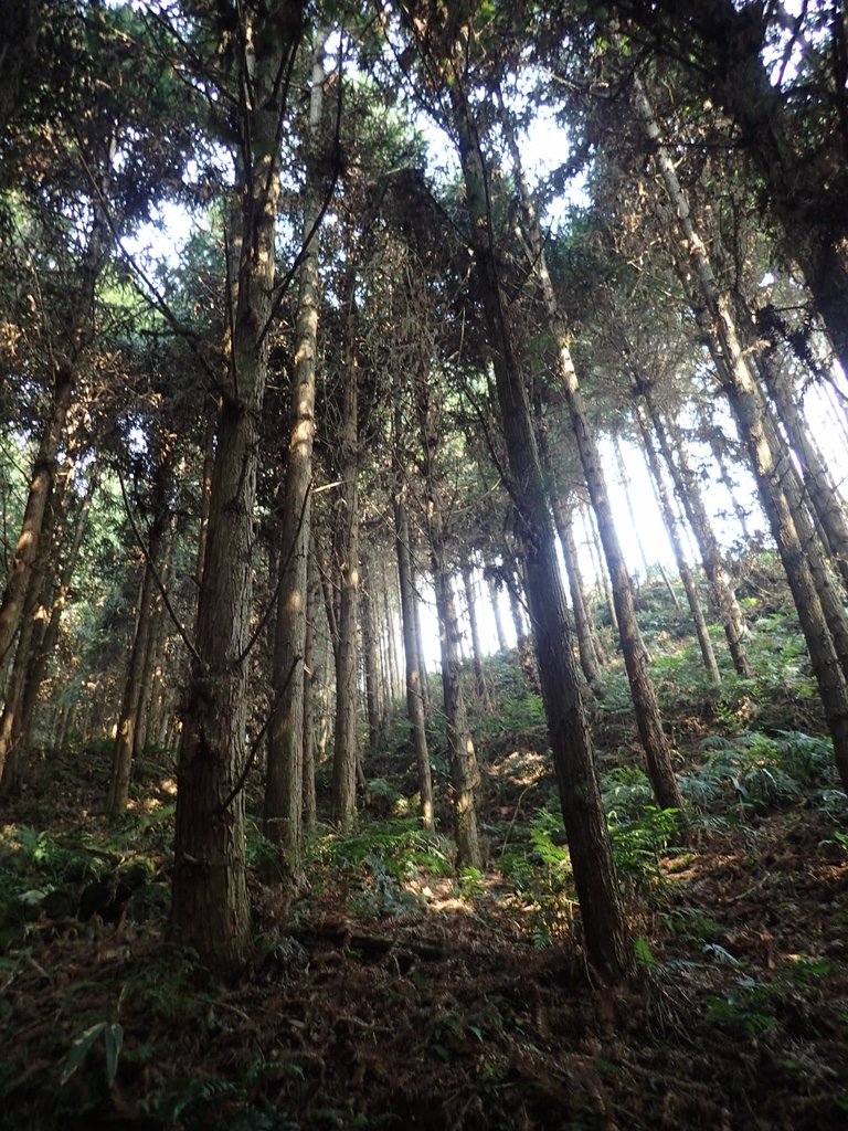 P4036907.JPG - 五峰  鵝公髻山登山步道  (02)