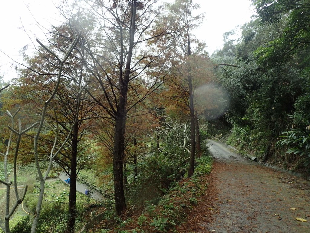 P1062145.JPG - 土城  承天寺  朝山步道