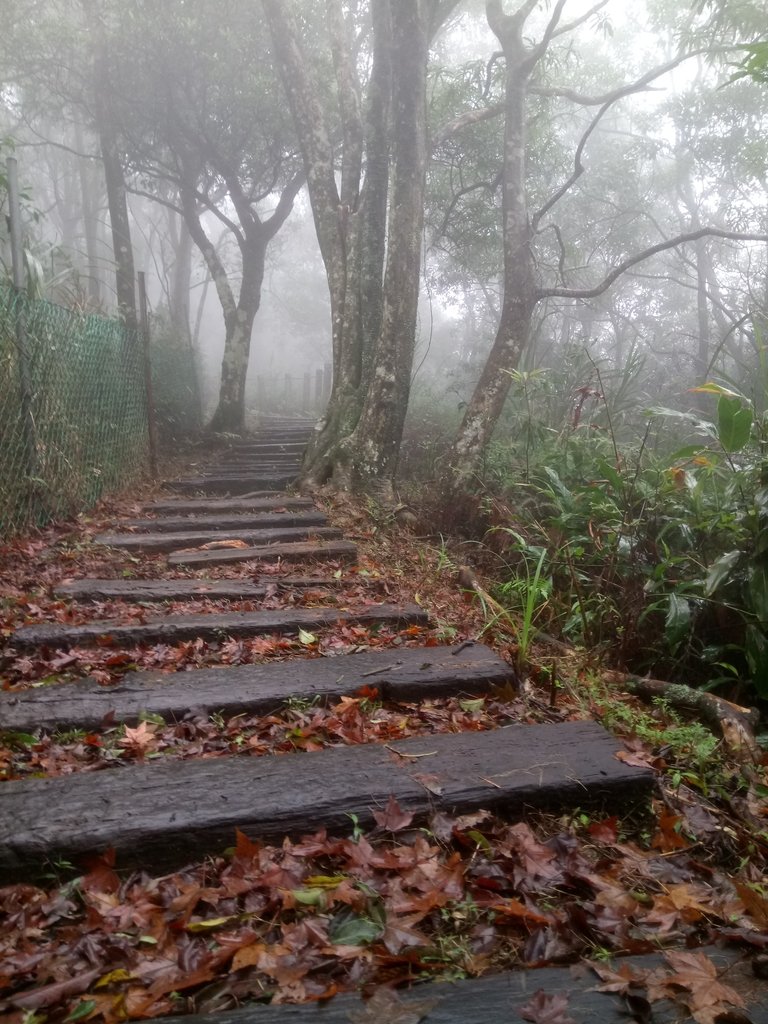 DSC_2396.JPG - 新店  獅子頭山隘勇線  01