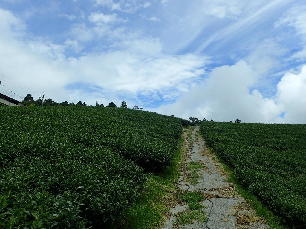 P8156650.JPG - 武界茶園  (01)