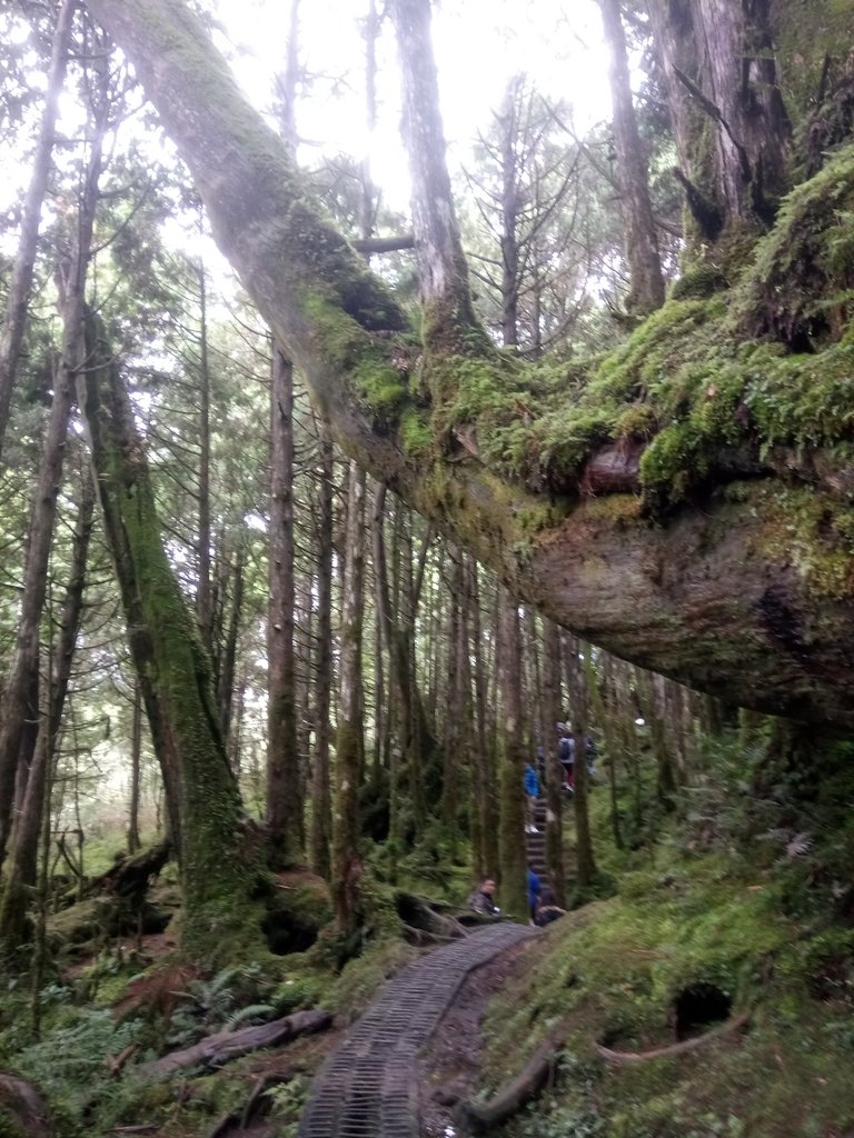 DSC_0072.JPG - 太平山  翠峰湖環山步道  01