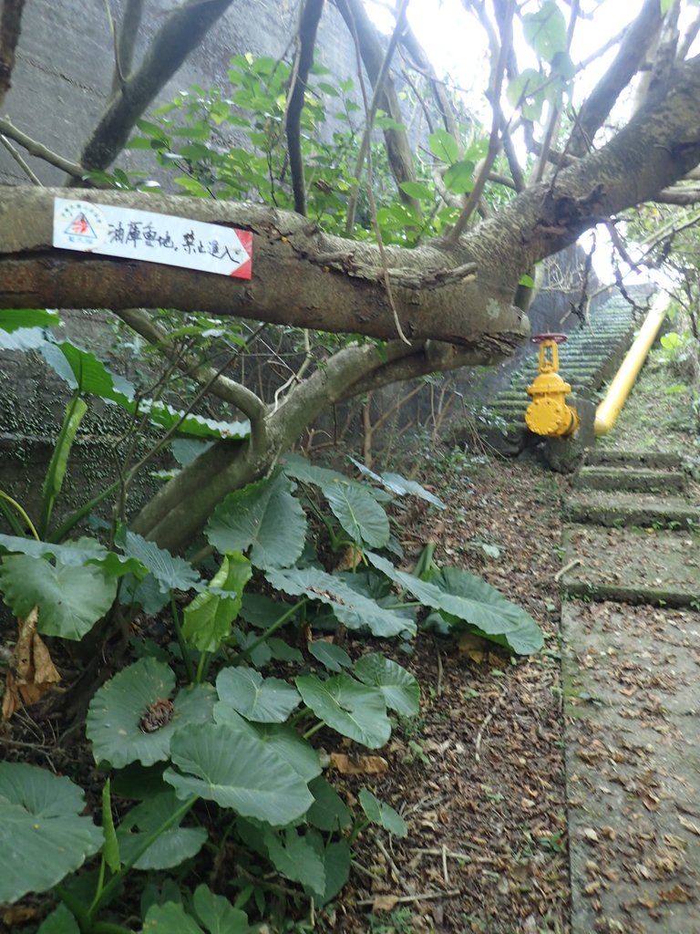 PB179529.JPG - 基隆  球子山(火號山)步道