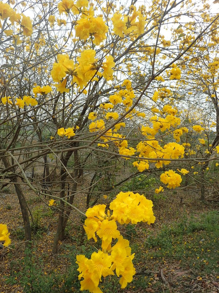 P3066566.JPG - 竹塘  田頭堤防  黃花風鈴木