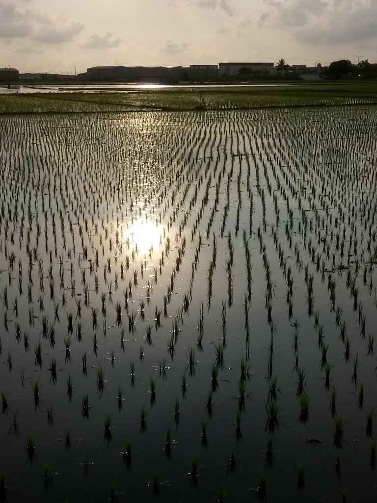 DSC_7571.JPG - 嘉義  北湖  田野夕色之美