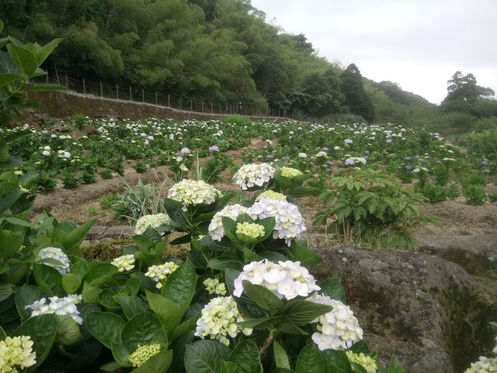 DSC_1463.JPG - 陽明山  高家繡球花園