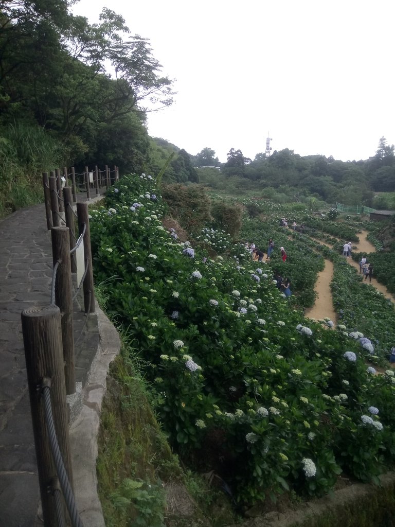 DSC_1473.JPG - 陽明山  高家繡球花園