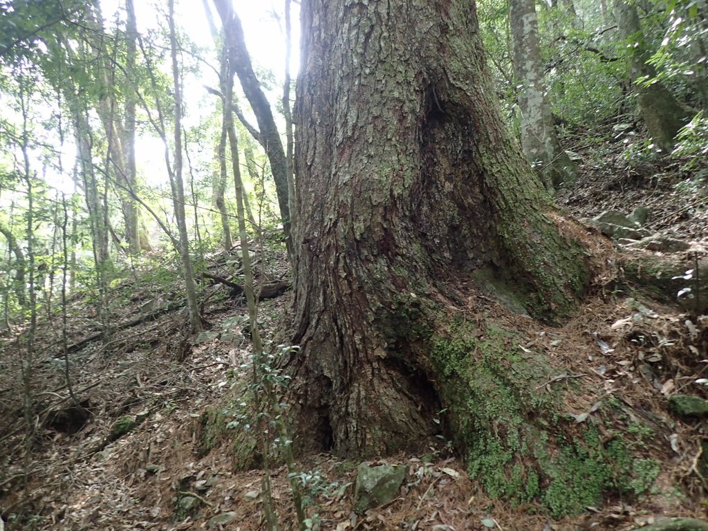 P3167323.JPG - 谷關七雄之  屋我尾山