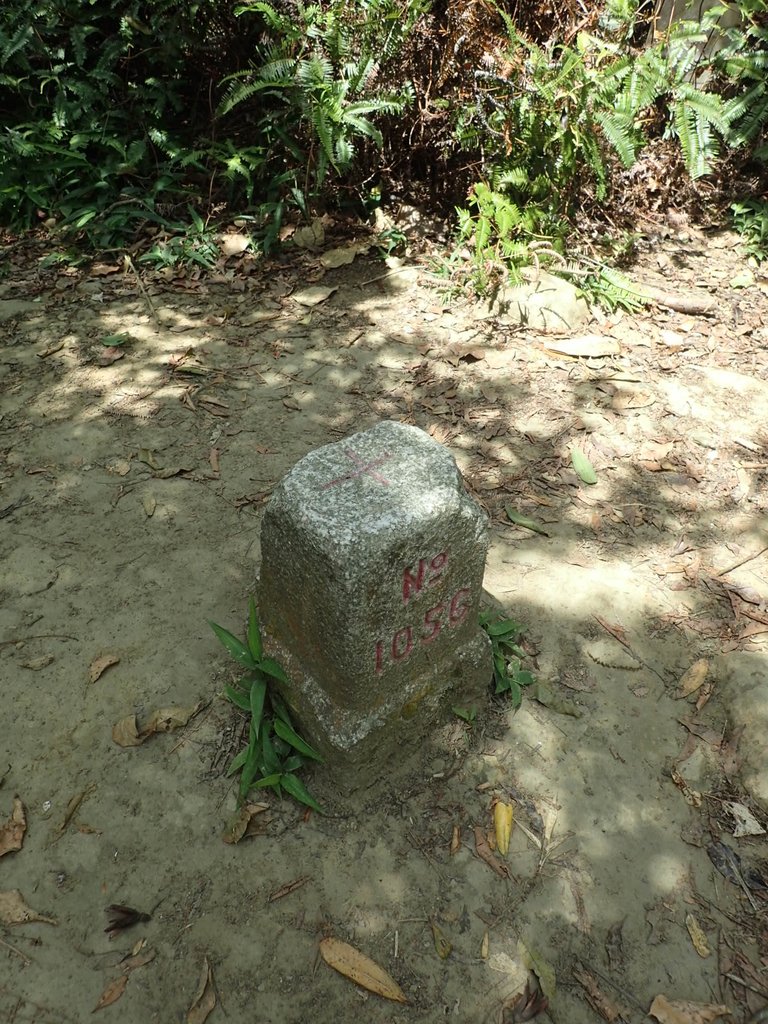 P7025022.JPG - 大溪  金面山登山步道