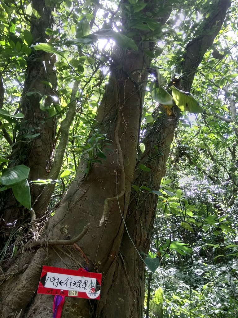 DSC_1698.JPG - 瑞芳  深澳山登山步道