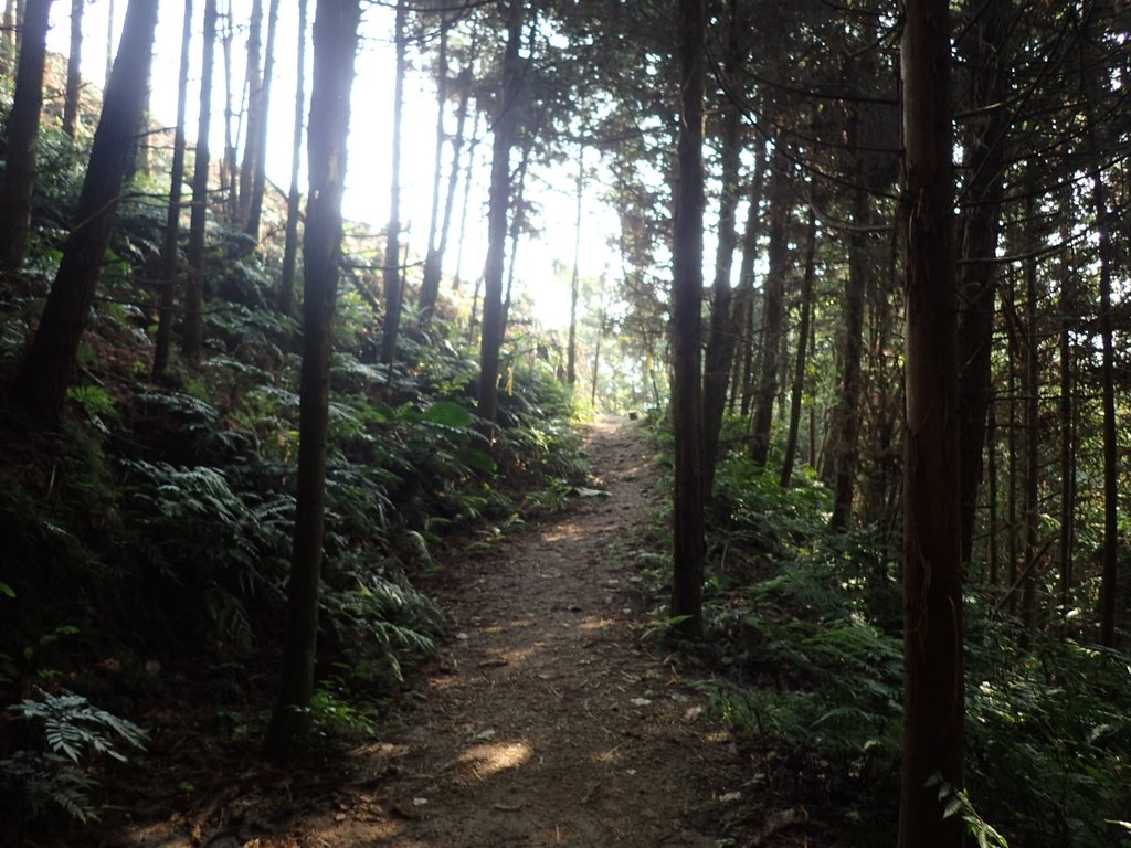 P4036908.JPG - 五峰  鵝公髻山登山步道  (02)