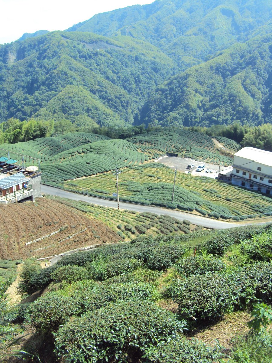 DSC07975.JPG - 竹山  軟鞍  八卦茶園