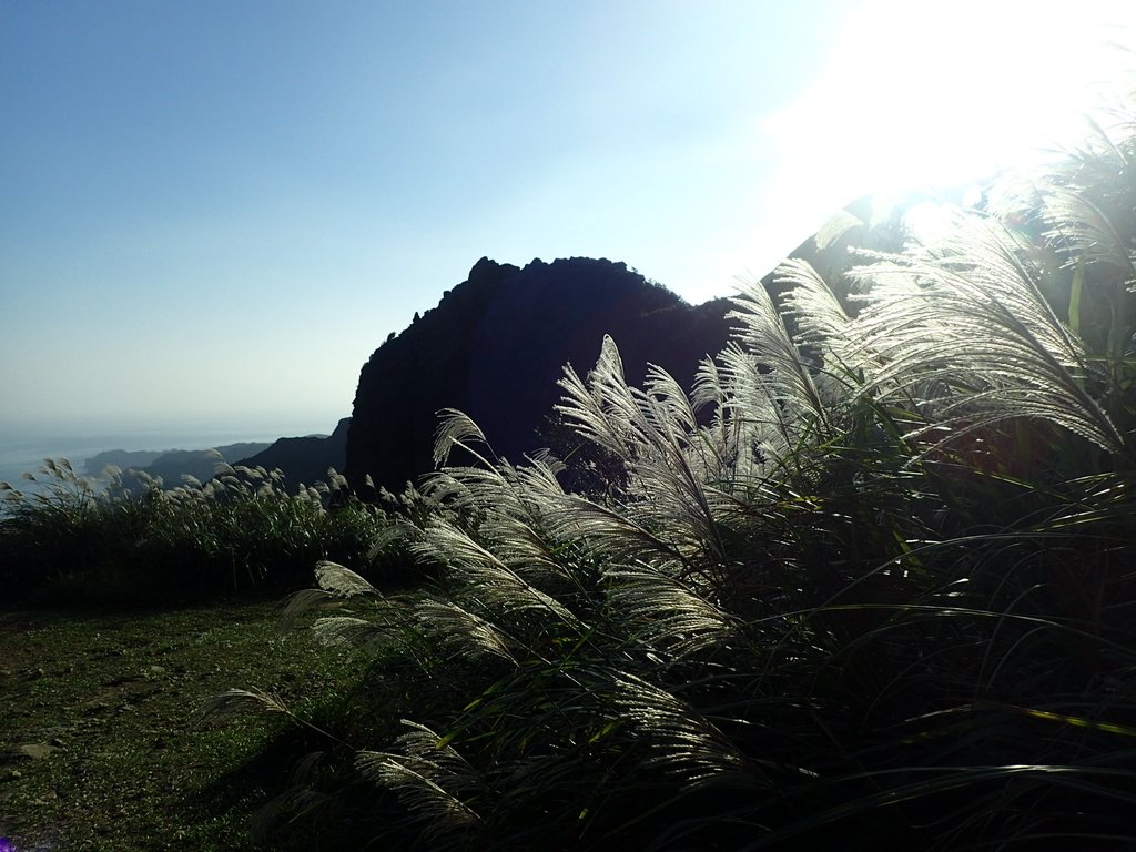 PC017813.JPG - 瑞芳  茶壺山芒花季