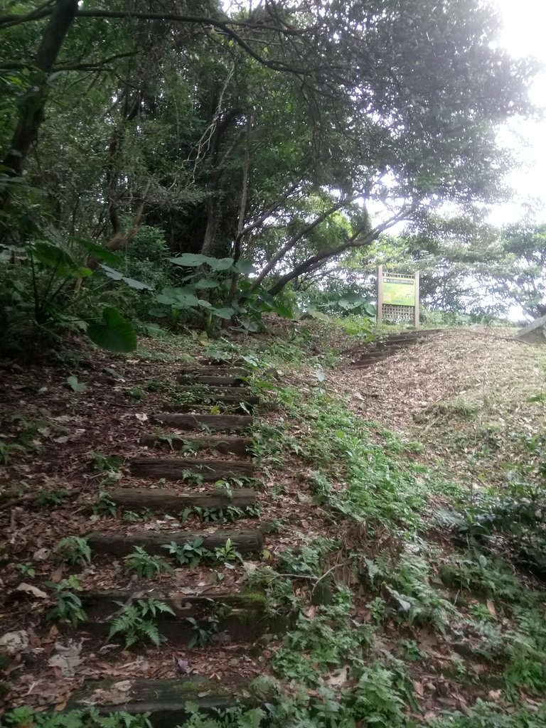 DSC_3338.JPG - 金山  大路崁古道