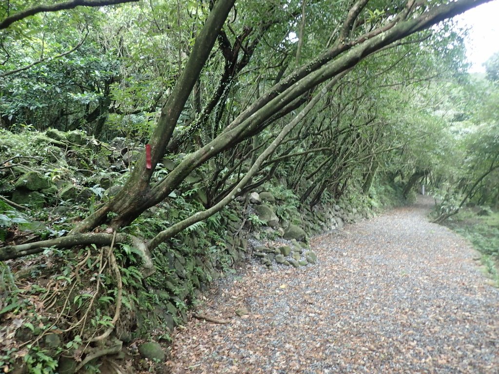 P1274430.JPG - 瑞芳  燦光寮古道初探