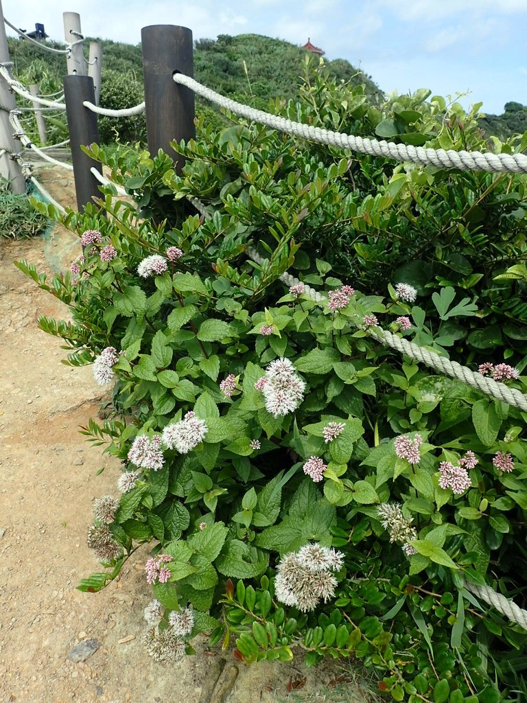 P5056577.JPG - 金山  燭臺雙ˊ峙 神秘海岸