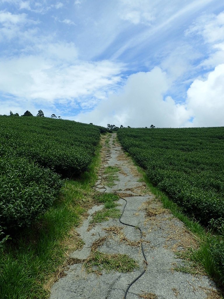 P8156651.JPG - 武界茶園  (01)