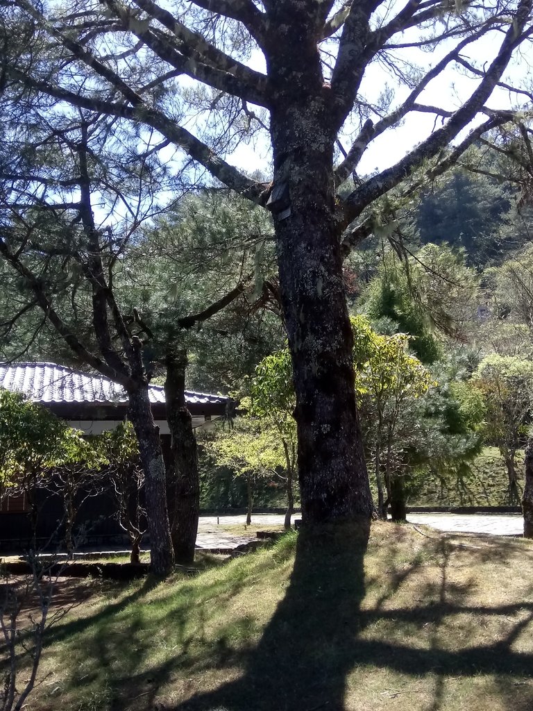 DSC_1679.JPG - 鹿林山  麟趾山步道  (01)