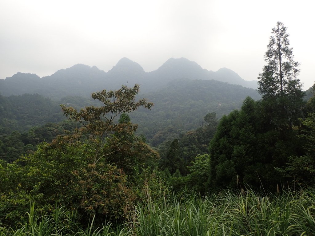 P9108444.JPG - 新竹  五指山登山步道