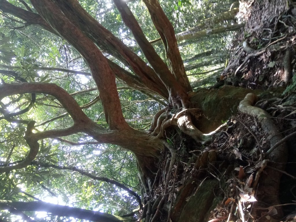 DSC_4073.JPG - 魚池  大尖山登山步道